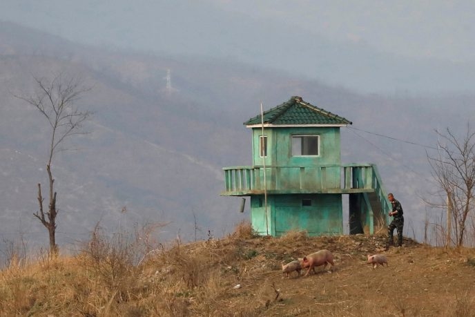 Солдат пасет свиней на границе с Китаем, 2017